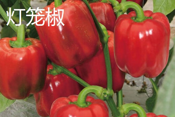 灯笼椒与二荆条有什么区别,外观、口感、食用方法都不同