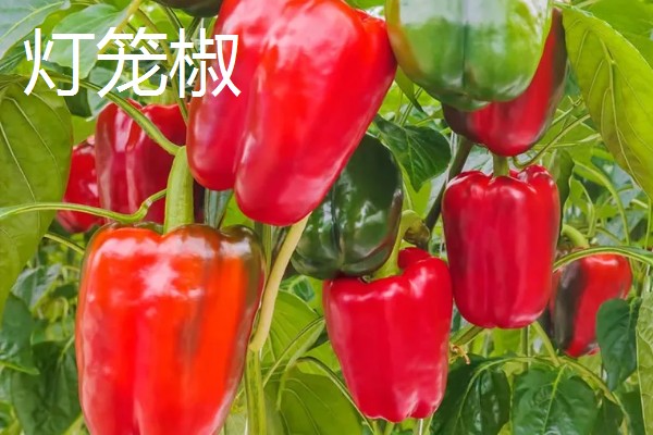 灯笼椒与二荆条有什么区别,外观、口感、食用方法都不同