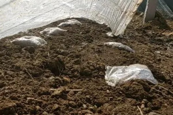 松茸怎么种植，室外种植要覆盖薄膜