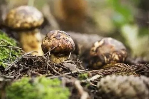 松茸怎么种植，室外种植要覆盖薄膜