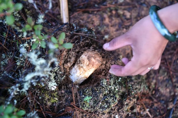 松茸怎么种植，室外种植要覆盖薄膜