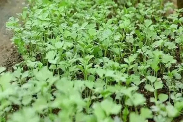 秋芹菜的育苗时间，7-8月份比较合适