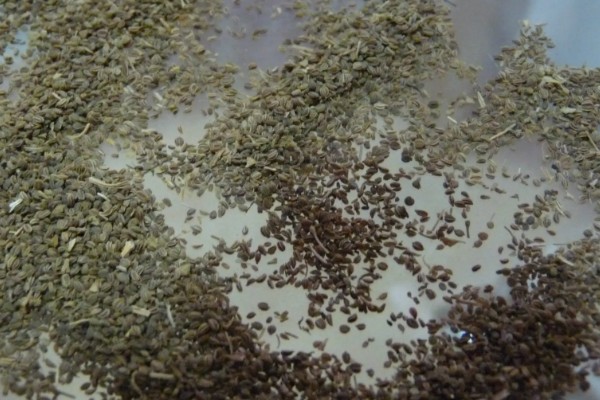 秋芹菜的育苗时间，7-8月份比较合适