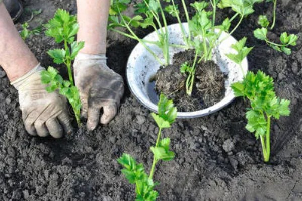 秋芹菜的育苗时间，7-8月份比较合适