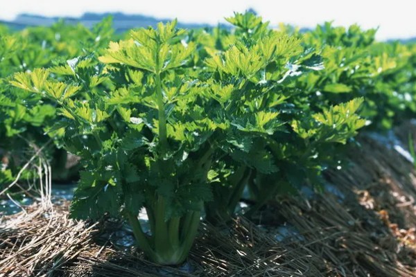 秋芹菜的育苗时间，7-8月份比较合适