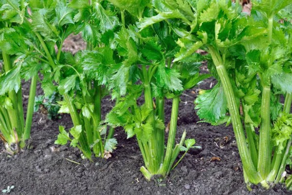 秋芹菜的育苗时间，7-8月份比较合适