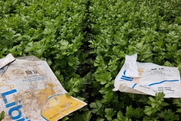 秋芹菜的育苗时间，7-8月份比较合适