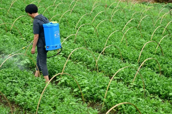 秋芹菜的育苗时间，7-8月份比较合适