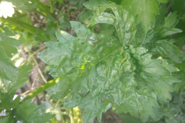 秋芹菜的育苗时间，7-8月份比较合适