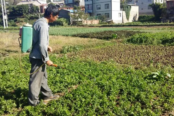 秋芹菜的育苗时间，7-8月份比较合适
