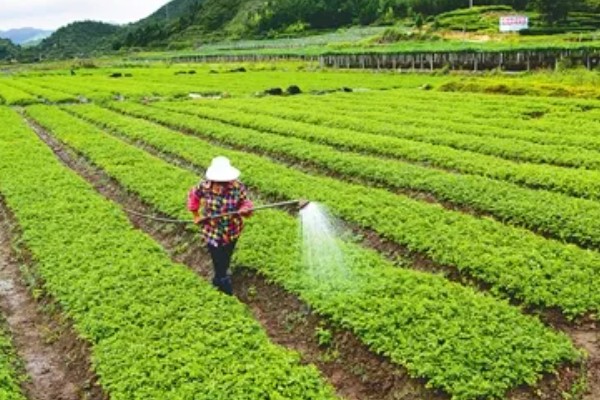 秋芹菜的育苗时间，7-8月份比较合适