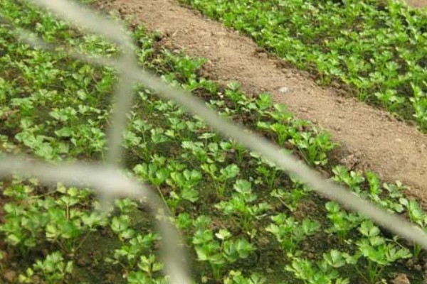 秋芹菜的育苗时间，7-8月份比较合适