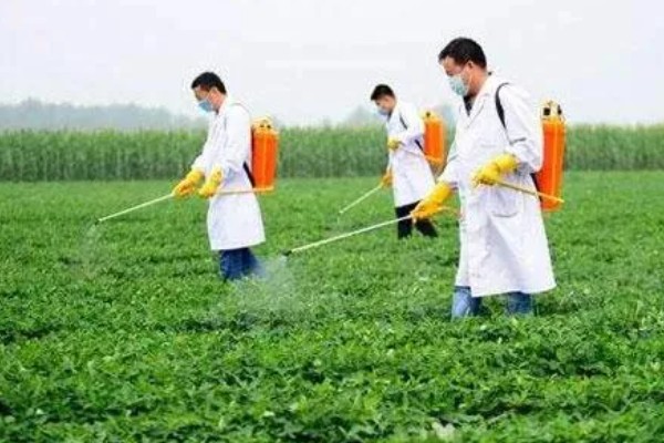 秋芹菜的育苗时间，7-8月份比较合适