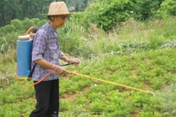 秋芹菜的育苗时间，7-8月份比较合适