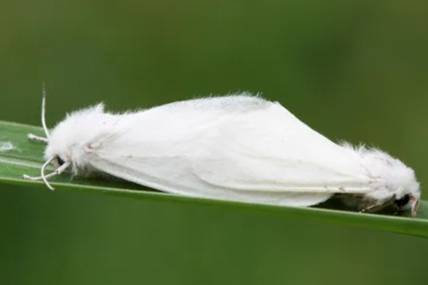 美国白蛾的防治方法，可以采取物理方式防治