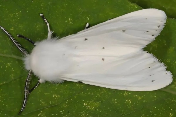 美国白蛾的防治方法，可以采取物理方式防治