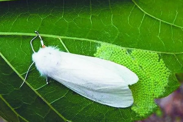 美国白蛾的防治方法，可以采取物理方式防治