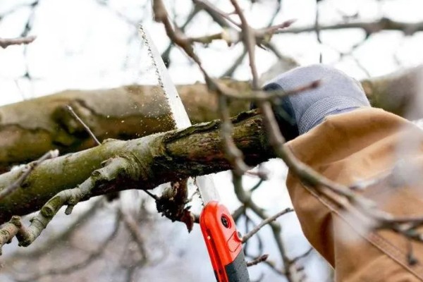 美国白蛾的防治方法，可以采取物理方式防治