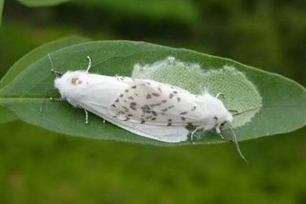 美国白蛾的防治方法，可以采取物理方式防治