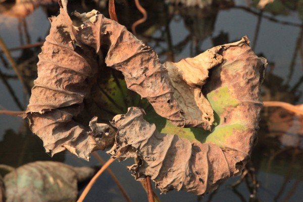荷花叶缘干枯的原因,光照过强、换水不勤等因素都会造成