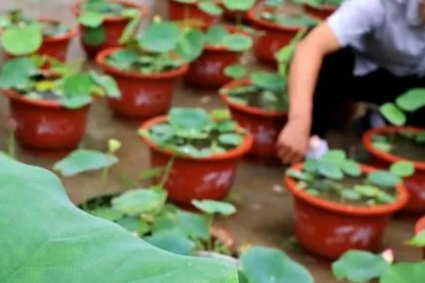 荷花叶缘干枯的原因,光照过强、换水不勤等因素都会造成