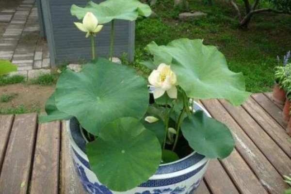 荷花叶缘干枯的原因,光照过强、换水不勤等因素都会造成