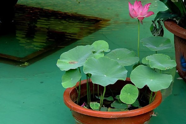 荷花叶缘干枯的原因,光照过强、换水不勤等因素都会造成