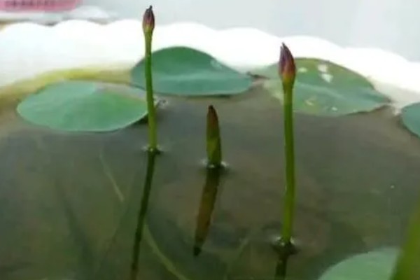 荷花叶缘干枯的原因,光照过强、换水不勤等因素都会造成