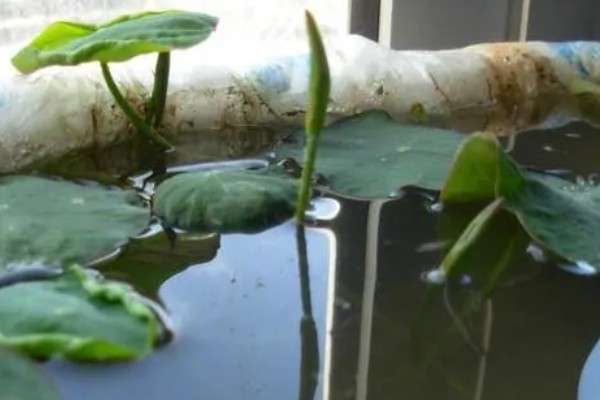 荷花叶缘干枯的原因,光照过强、换水不勤等因素都会造成