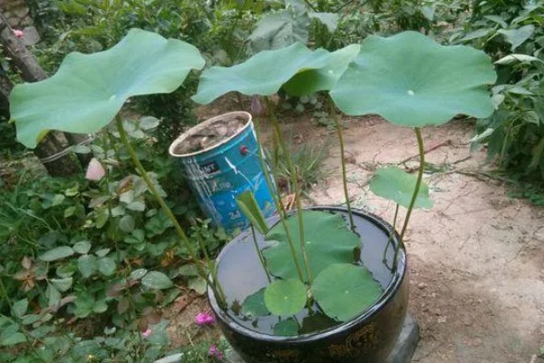 荷花叶缘干枯的原因,光照过强、换水不勤等因素都会造成