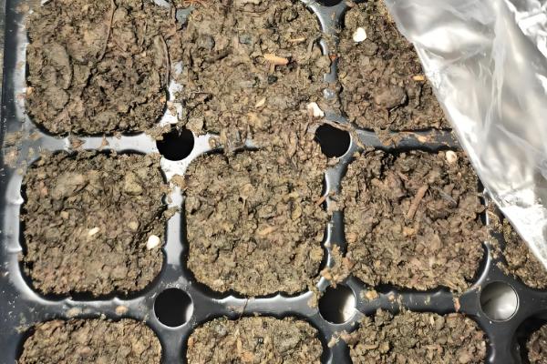 辣椒幼苗怎么防冻，增施磷钾肥可提高抗寒能力