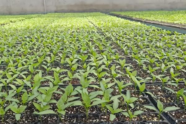 辣椒幼苗怎么防冻，增施磷钾肥可提高抗寒能力