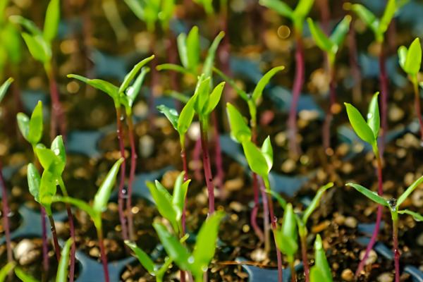 辣椒幼苗怎么防冻，增施磷钾肥可提高抗寒能力