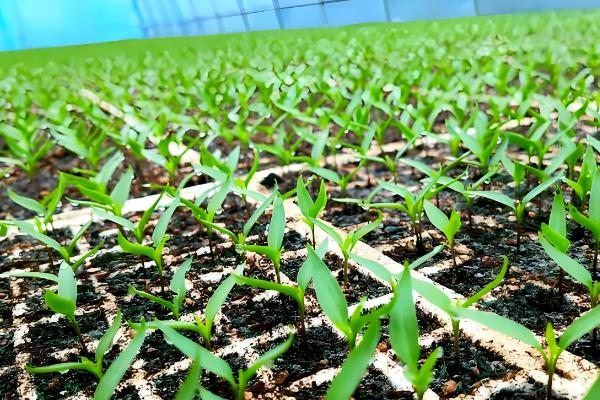 辣椒幼苗怎么防冻，增施磷钾肥可提高抗寒能力