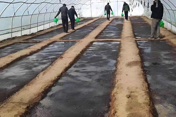 辣椒幼苗怎么防冻，增施磷钾肥可提高抗寒能力