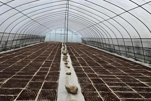 辣椒幼苗怎么防冻，增施磷钾肥可提高抗寒能力