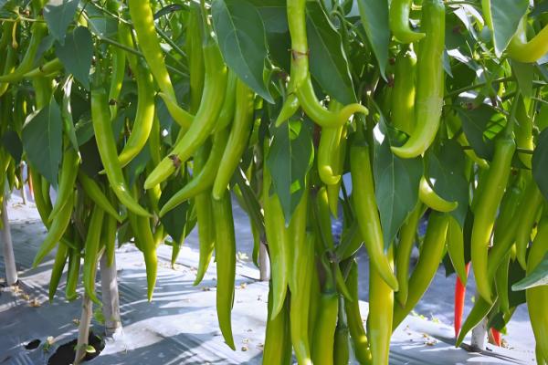 辣椒幼苗怎么防冻，增施磷钾肥可提高抗寒能力