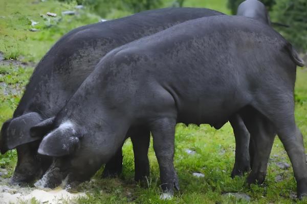黑猪与白猪的区别,生长周期和外观均不同