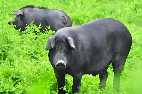黑猪与白猪的区别,生长周期和外观均不同