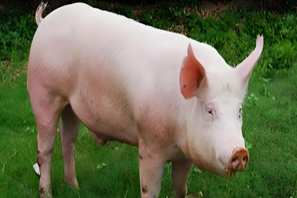 黑猪与白猪的区别,生长周期和外观均不同