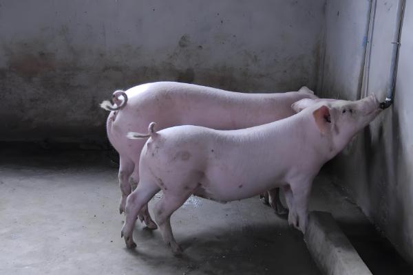 黑猪与白猪的区别,生长周期和外观均不同