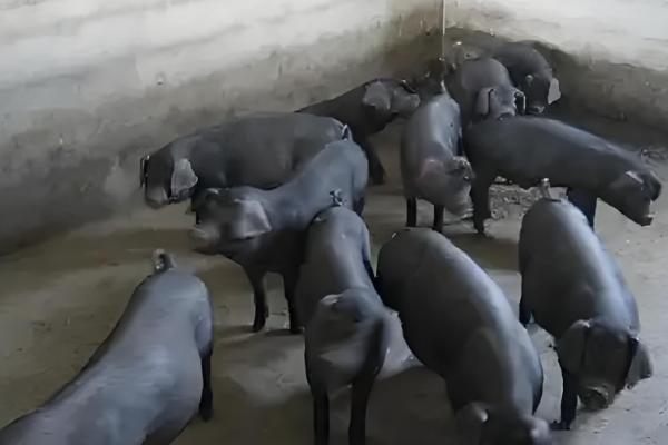 黑猪与白猪的区别,生长周期和外观均不同