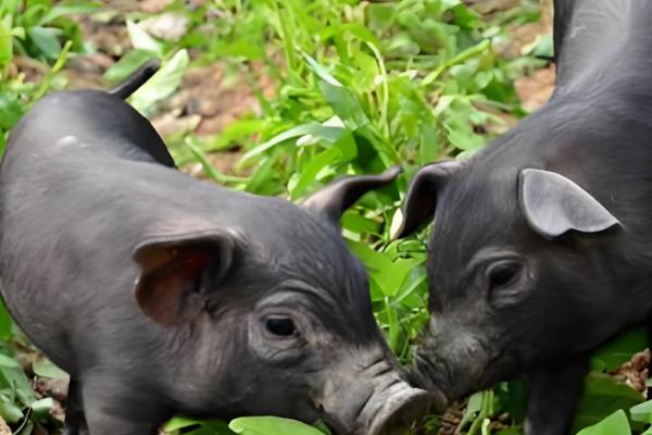 黑猪与白猪的区别,生长周期和外观均不同