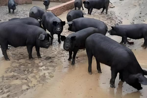 黑猪与白猪的区别,生长周期和外观均不同