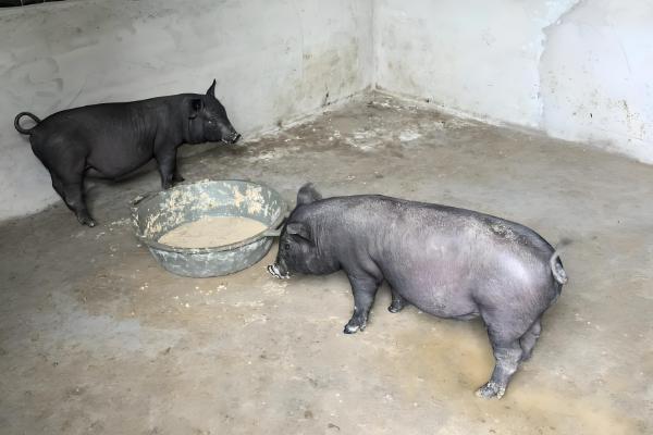 黑猪与白猪的区别,生长周期和外观均不同