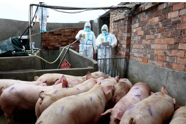 猪出栏要开产地检疫证明吗，需要开产地检疫证明