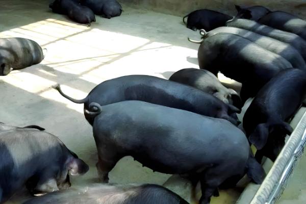 黑猪与白猪的区别,生长周期和外观均不同