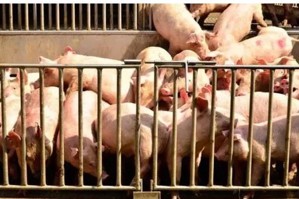 猪出栏要开产地检疫证明吗，需要开产地检疫证明