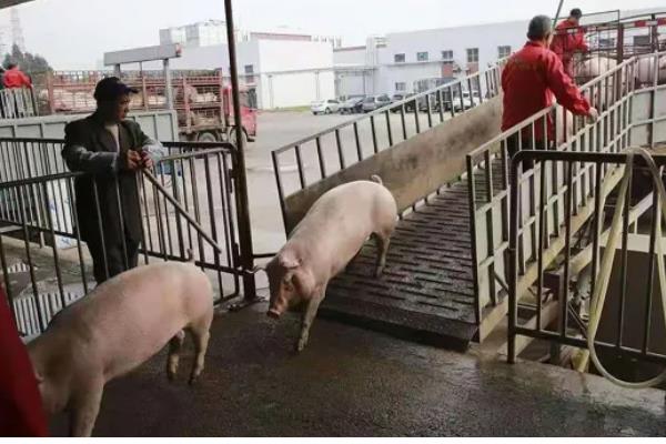 猪出栏要开产地检疫证明吗，需要开产地检疫证明