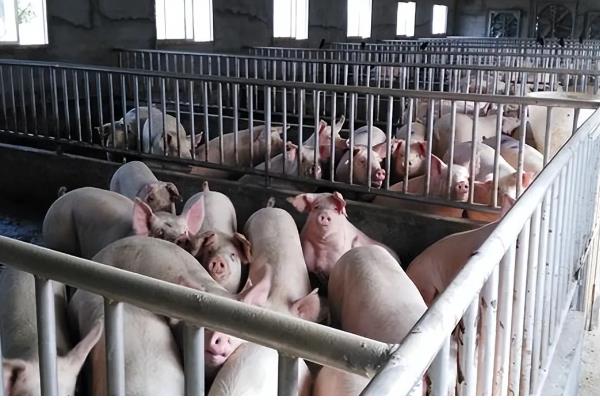 猪出栏要开产地检疫证明吗，需要开产地检疫证明